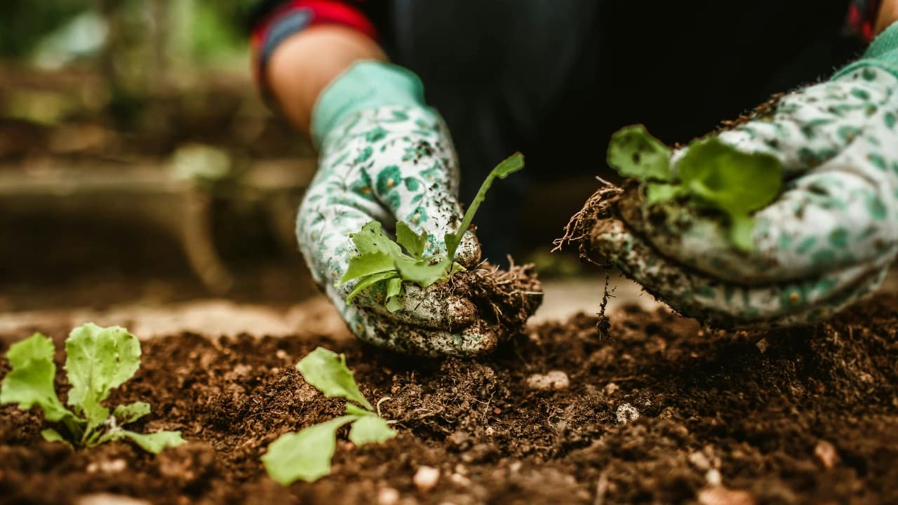 Organic Gardening Tips for Beginners Complete Guide